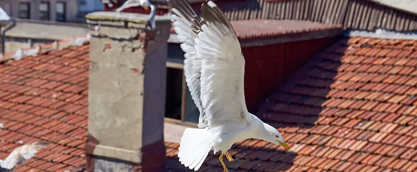 Residential Chimney Animal Removal Solution in Myrtle Grove, FL