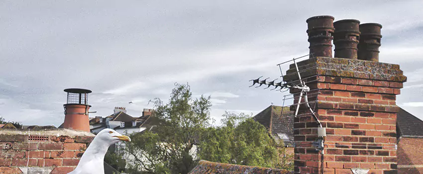 Chimney Cleaning And Restoration in Myrtle Grove, Florida